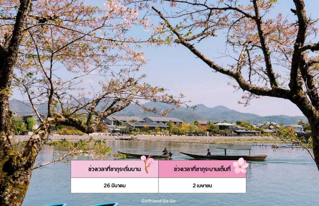 พยากรณ์ ซากุระ ญี่ปุ่น 2024 Arashiyama จุดชมซากุระ เกียวโต