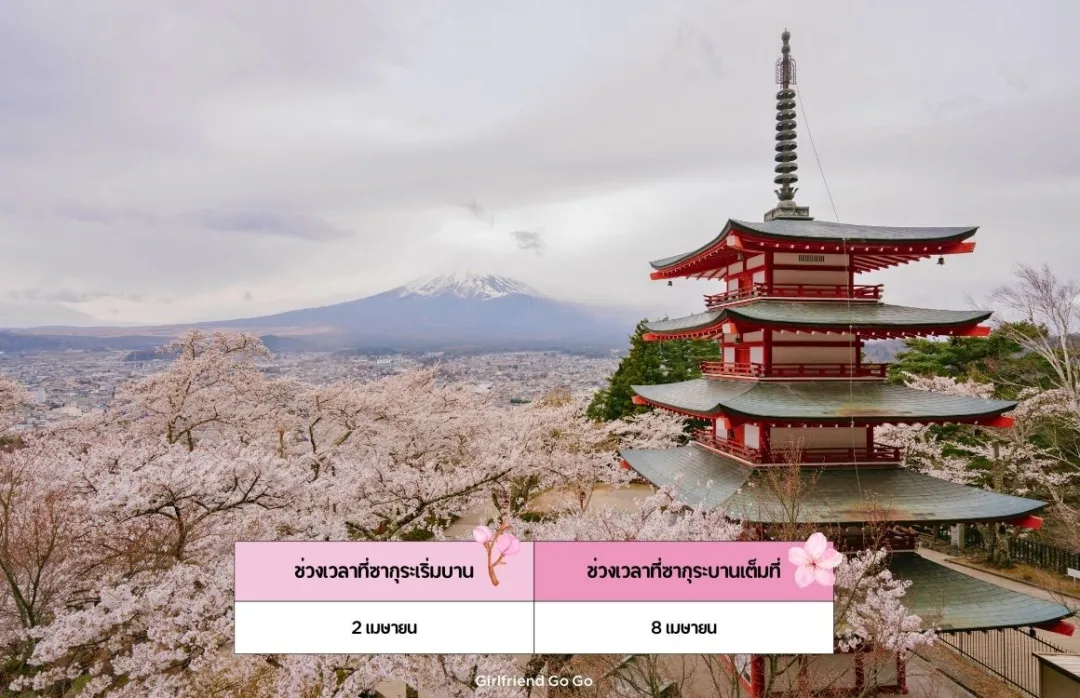 พยากรณ์ ซากุระ ญี่ปุ่น 2024 Chureito Pagoda เจดีย์แดง จุดชมซากุระ ยามานาชิ