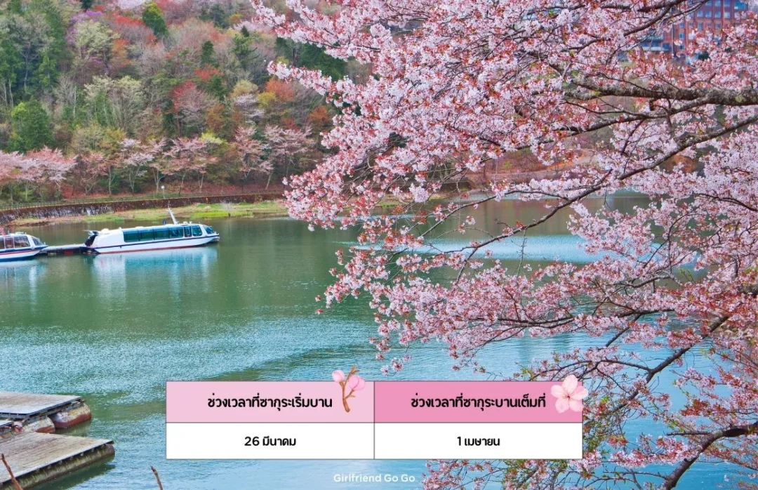 พยากรณ์ ซากุระ ญี่ปุ่น 2024 Ena Gorge Sazanami Park จุดชมซากุระ กิฟุ