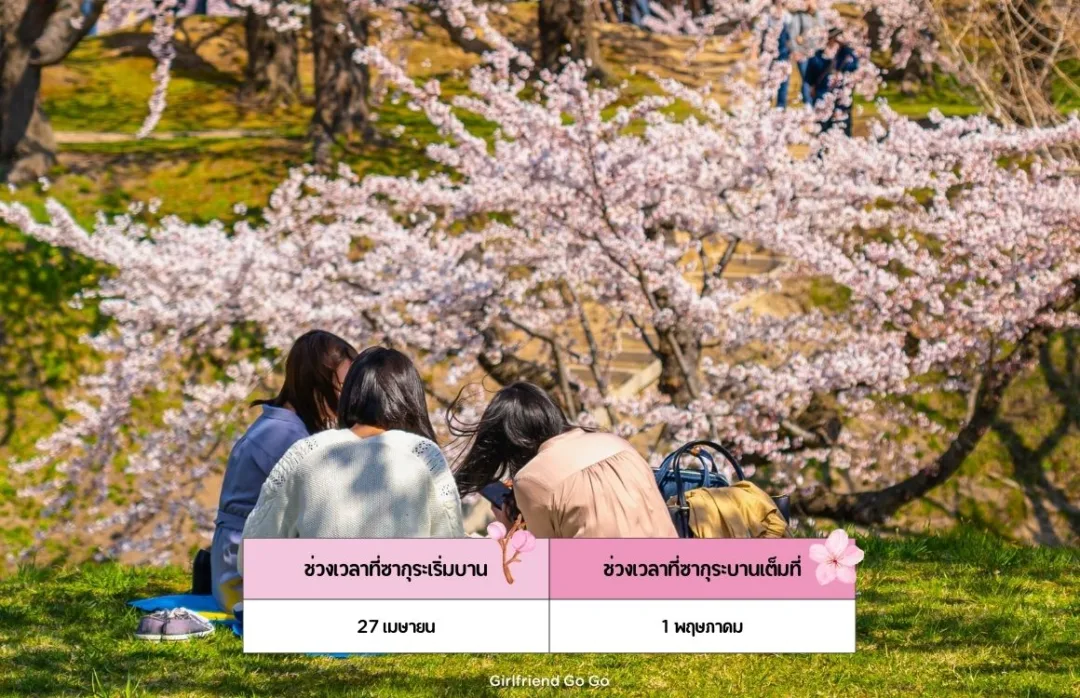 ซากุระญี่ปุ่น 2024 Goryukaku Park จุดชมซากุระ ฮาโกดาเตะ