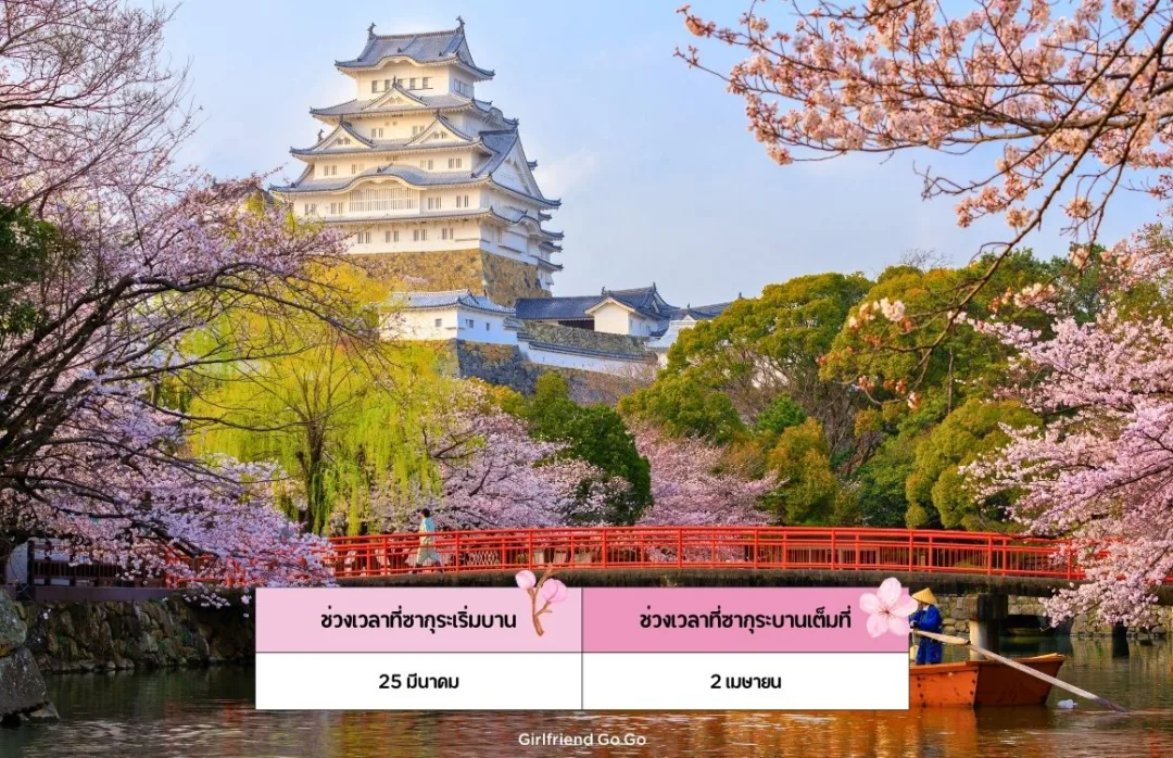 พยากรณ์ ซากุระ ญี่ปุ่น 2024 Himeji Castle จุดชมซากุระ เฮียวโค ฮิเมจิ