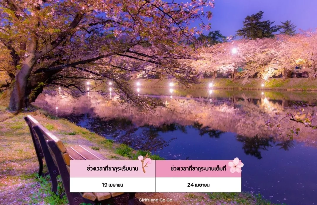 ซากุระญี่ปุ่น 2024 Hirosaki Park จุดชมซากุระ อาโอโมริ