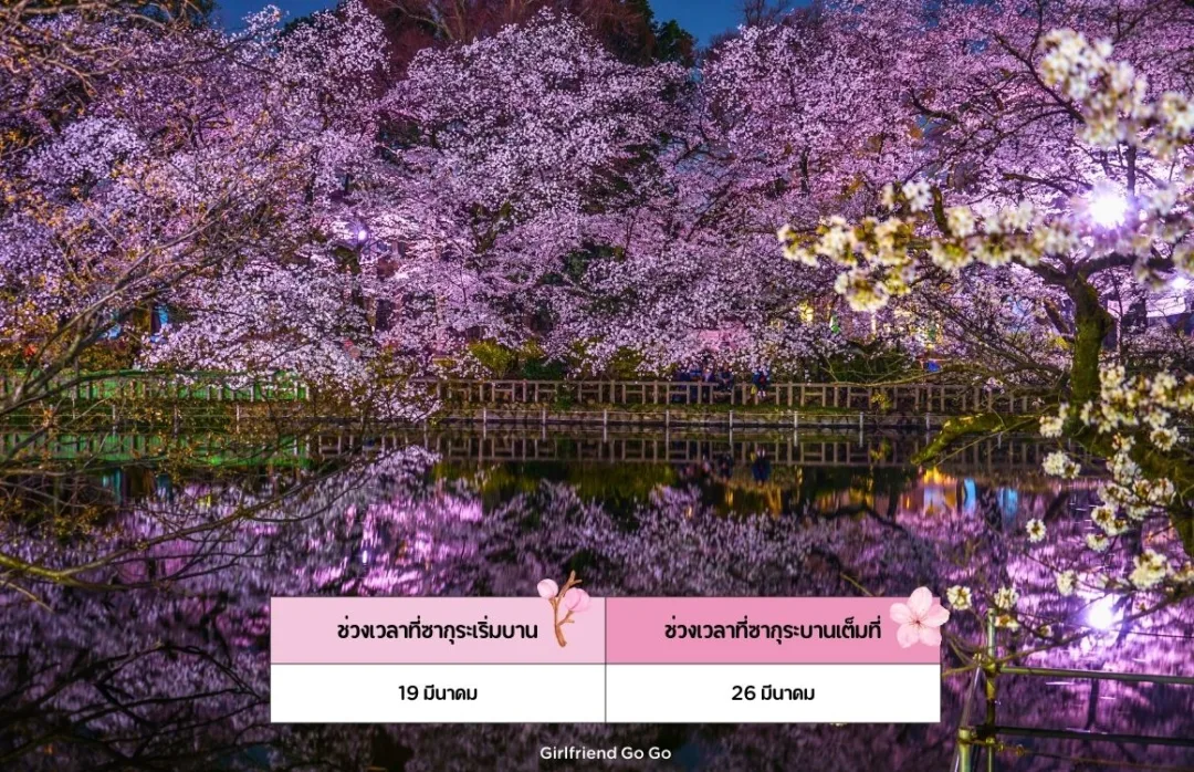 พยากรณ์ ซากุระ ญี่ปุ่น 2024 Inokashira Park จุดชมซากุระ โตเกียว