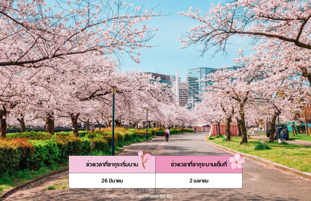 พยากรณ์ ซากุระ ญี่ปุ่น 2024 Kema Sakuranomiya Park จุดชมซากุระ โอซาก้า