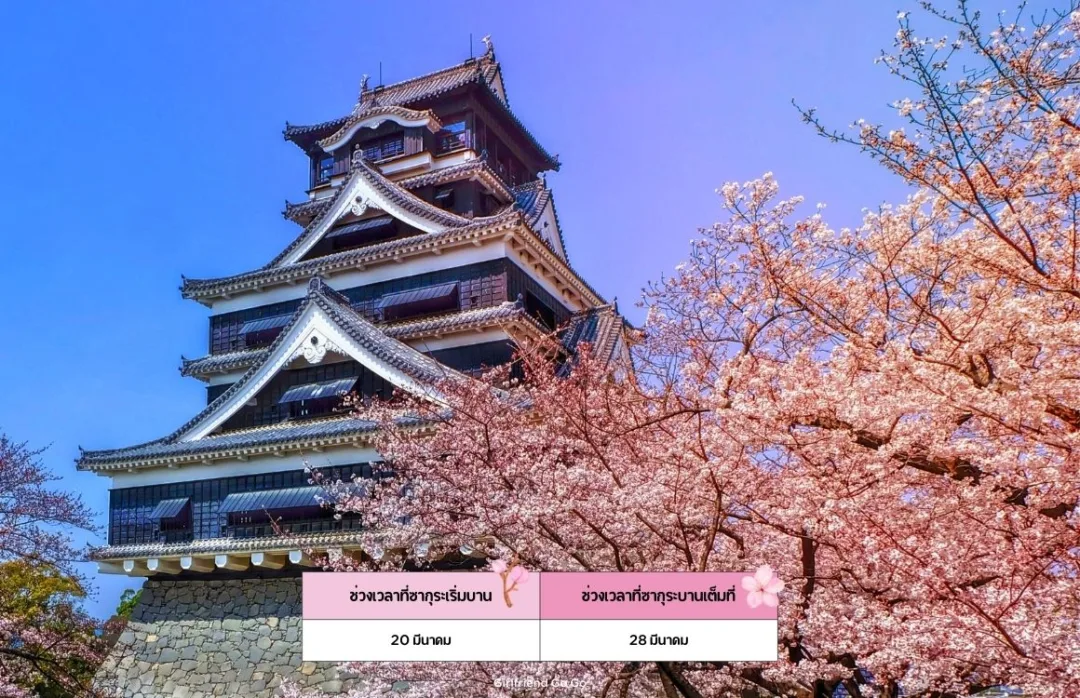 ซากุระญี่ปุ่น 2024 Kumamoto Castle จุดชมซากุระ คุมาโมโตะ