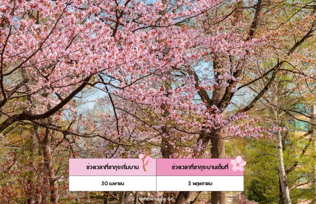 ซากุระญี่ปุ่น 2024 Maruyama Park จุดชมซากุระ ซัปโปโร