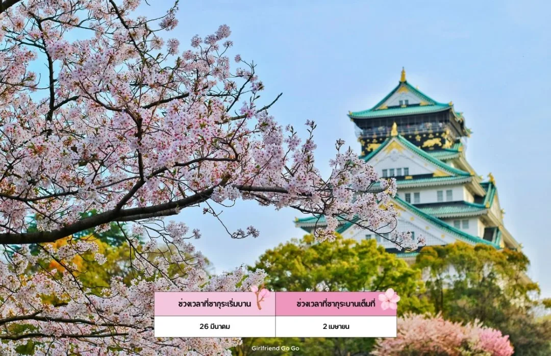 พยากรณ์ ซากุระ ญี่ปุ่น 2024 Osaka Castle Park จุดชมซากุระ โอซาก้า