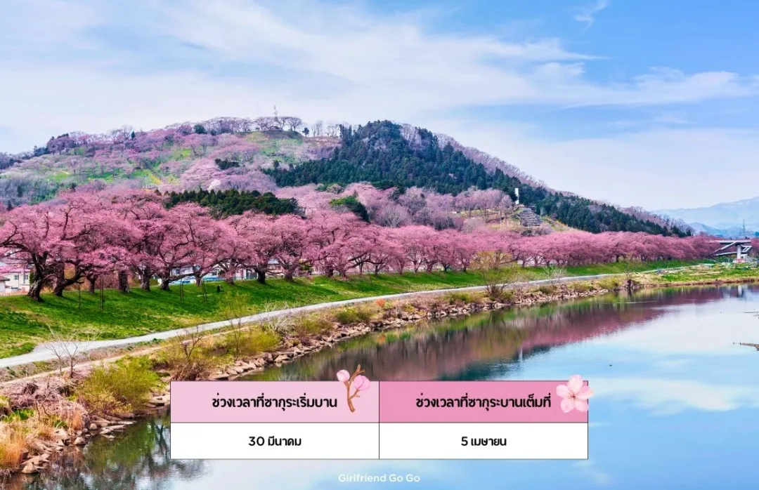 ซากุระญี่ปุ่น 2024 Shiroishi River จุดชมซากุระ เซนได