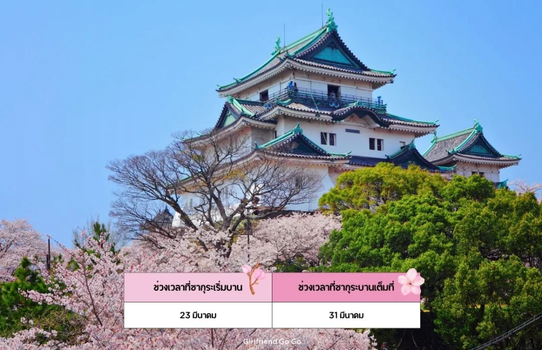 พยากรณ์ ซากุระ ญี่ปุ่น 2024 Wakayama Castle จุดชมซากุระ วาคายาม่า