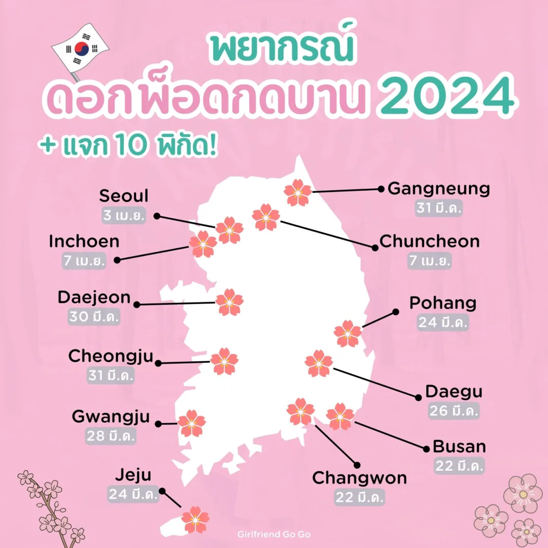 พยากรณ์ ซากุระ เกาหลี 2024 ดอกพ็อดกด