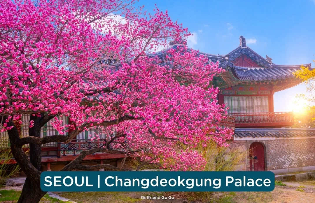 พยากรณ์ ซากุระ เกาหลี 2024 ดอกพ็อดกด changdeokgung palace