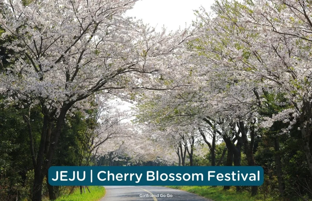 พยากรณ์ดอกพ็อดกด 2024 jeju cherry blossom festival