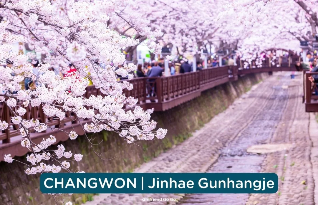 พยากรณ์ ซากุระ เกาหลี 2024 ดอกพ็อดกด jihae gunhangje festival