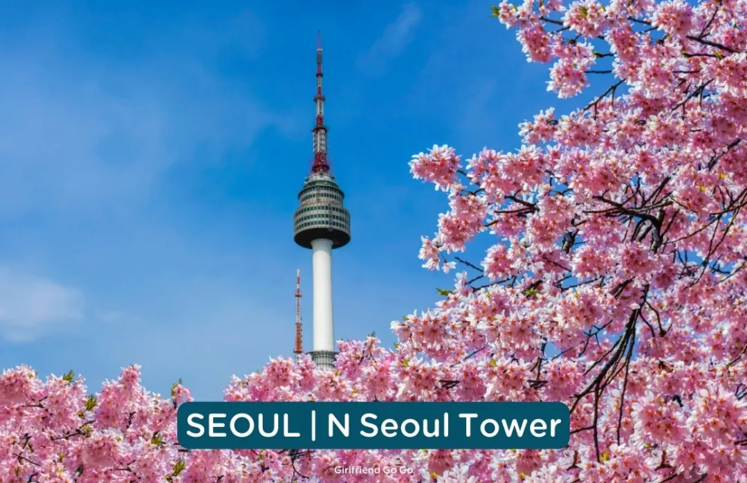 พยากรณ์ ซากุระ เกาหลี 2024 ดอกพ็อดกด n seoul tower
