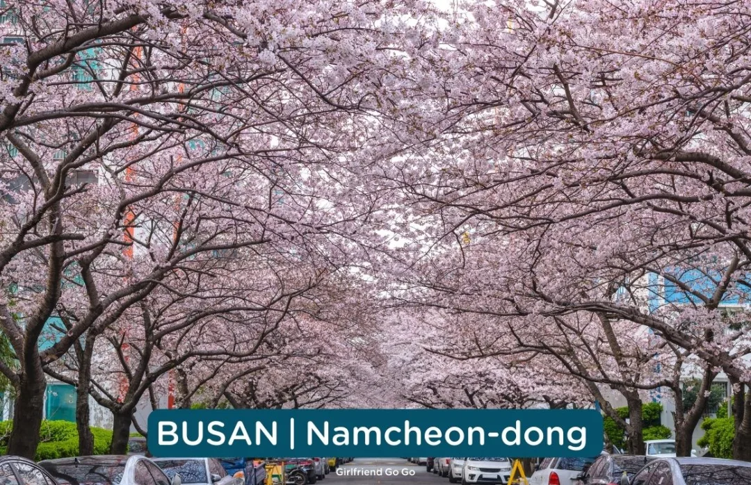 พยากรณ์ดอกพ็อดกด 2024 namcheon dong