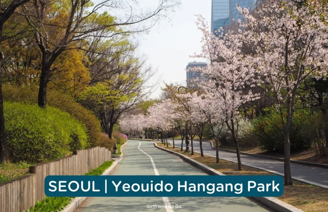 พยากรณ์ ซากุระ เกาหลี 2024 ดอกพ็อดกด yeouido hangang park